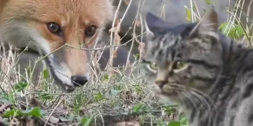 Aç kalan tilki köyün maskotu oldu
