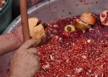 Bin bir emekle sofralara ulaşıyor