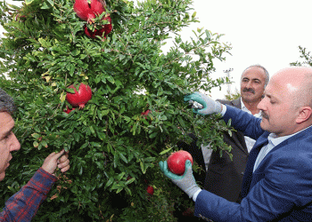 Samsat’ta nar hasadı başladı