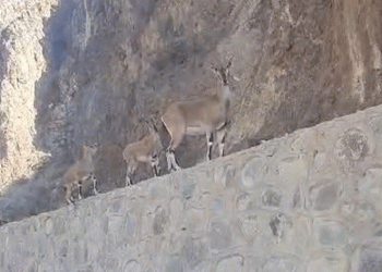 Yaban keçileri merkeze indi