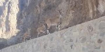 Yaban keçileri merkeze indi