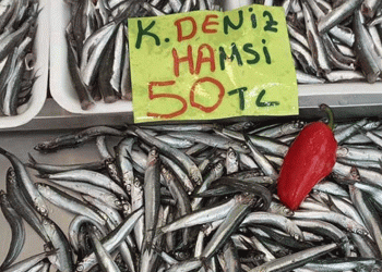 Hamsi bollaştı: Kilosu 50 lira
