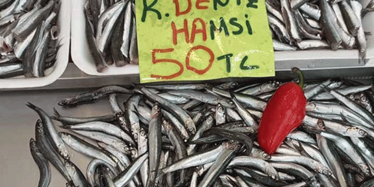Hamsi bollaştı: Kilosu 50 lira