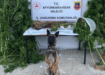 Kenevir hasadı yaparken suçüstü yapıldı