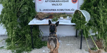 Kenevir hasadı yaparken suçüstü yapıldı