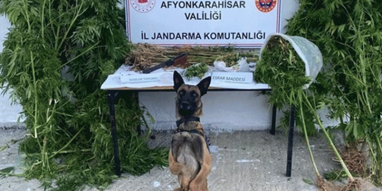 Kenevir hasadı yaparken suçüstü yapıldı