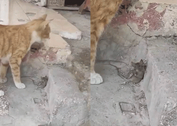 Korkudan cansız taklidi yapan akıllı fare