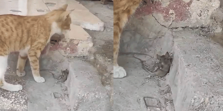 Korkudan cansız taklidi yapan akıllı fare