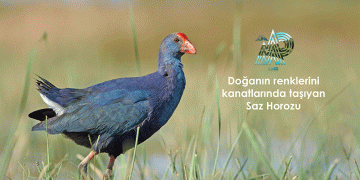 Saz Horozu, Samsun’da gözlemleniyor