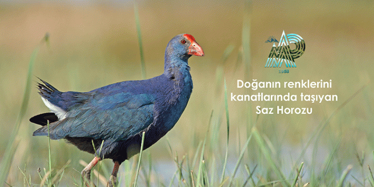 Saz Horozu, Samsun’da gözlemleniyor