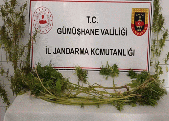 Kaçak kazı ve kenevir operasyonu