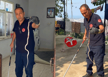 Hatay’da bir eve yılan girdi
