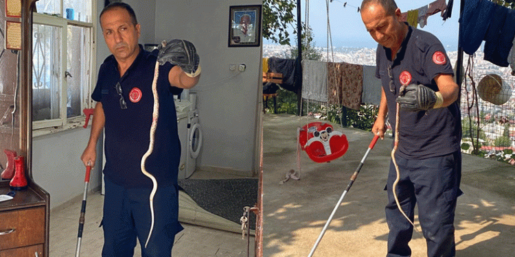 Hatay’da bir eve yılan girdi