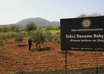 “Sakız deneme bahçesi”