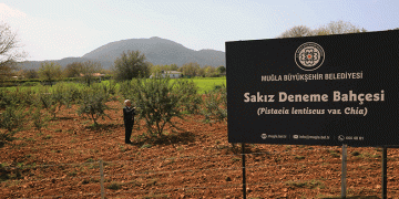 “Sakız deneme bahçesi”