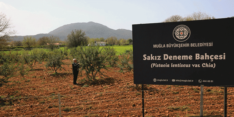“Sakız deneme bahçesi”