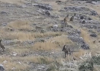 Dağ keçileri Harput’ta görüntülendi