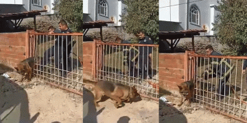 Kapıya sıkışan köpeği itfaiye kurtardı