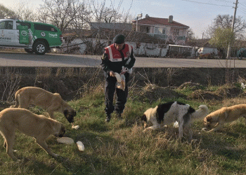 Jandarma sokak hayvanlarını besledi