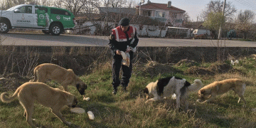 Jandarma sokak hayvanlarını besledi