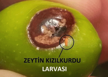 Zeytin kızılkurduna dikkat