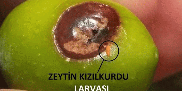 Zeytin kızılkurduna dikkat