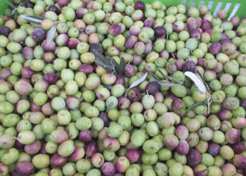 Yeşil zeytin alımı başladı