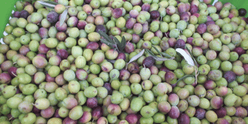 Yeşil zeytin alımı başladı