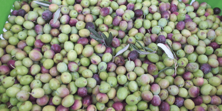 Yeşil zeytin alımı başladı