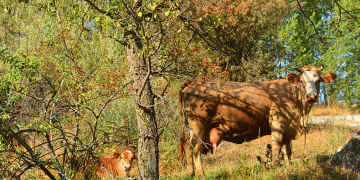Tatvan’da “Sonbahar” güzelliği