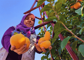 Cennet hurmasında hasat zamanı