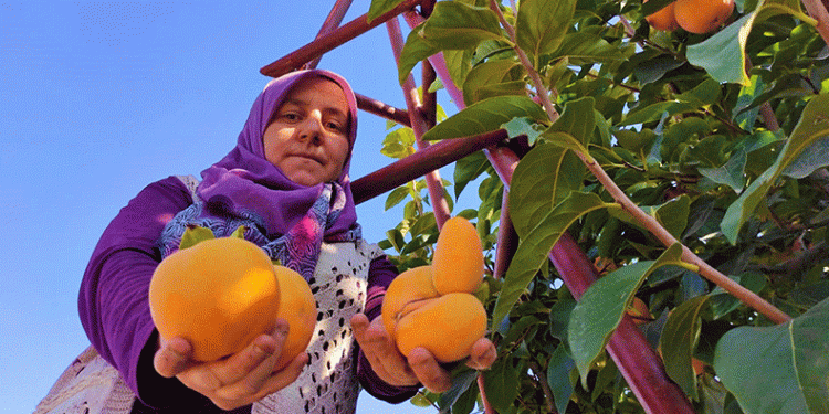 Cennet hurmasında hasat zamanı