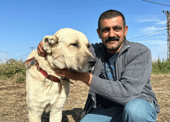 Pancar aşığı köpek