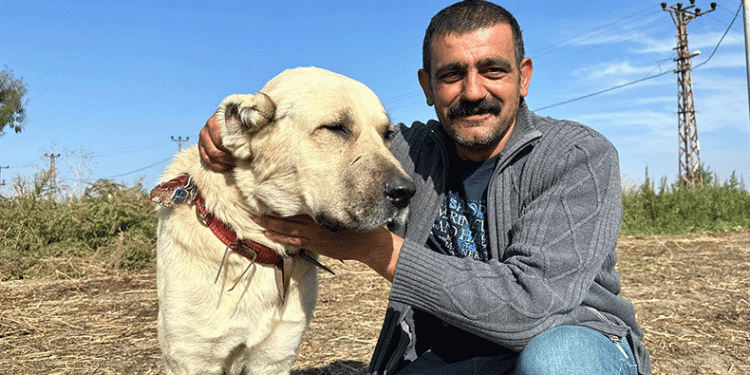 Pancar aşığı köpek
