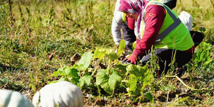 Bal kabağı hasadı yapıldı