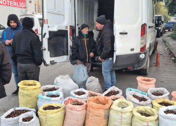 Kestane için pazarda borsa kurdular