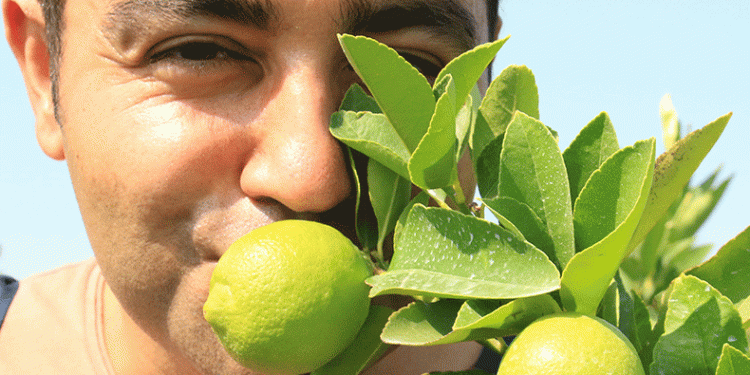 Bu limonun fiyatı: 40 TL