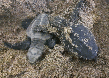 Caretta carettalar Aydın’ı sevdi