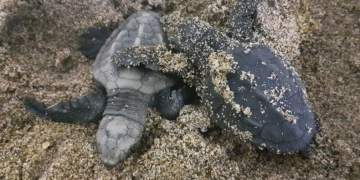 Caretta carettalar Aydın’ı sevdi