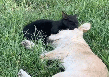 Kedi ve köpeğin dostluğuna tanıklık ettiler