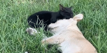 Kedi ve köpeğin dostluğuna tanıklık ettiler
