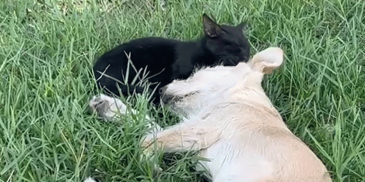 Kedi ve köpeğin dostluğuna tanıklık ettiler
