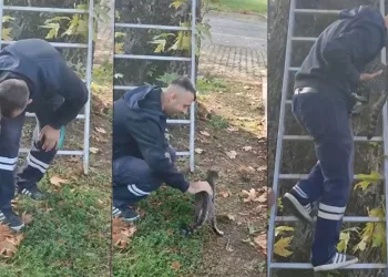 Mahsur kalan kediyi belediye ekipleri kurtardı