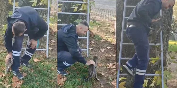 Mahsur kalan kediyi belediye ekipleri kurtardı