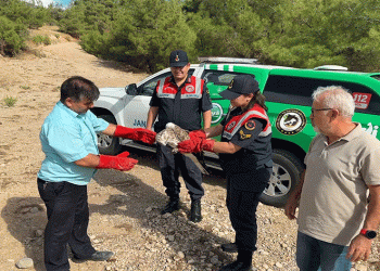 Yılan kartalı tedavi altına alındı