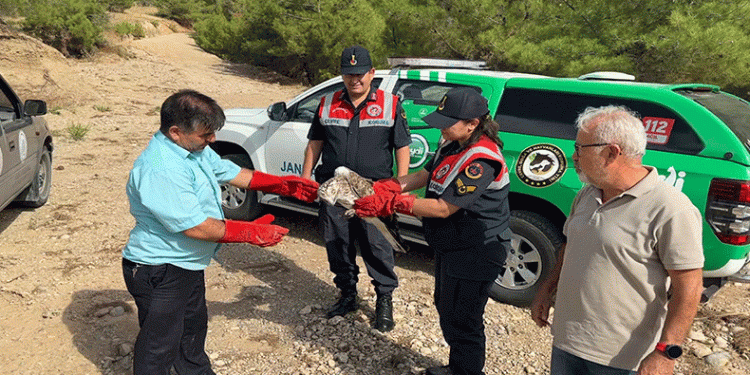 Yılan kartalı tedavi altına alındı
