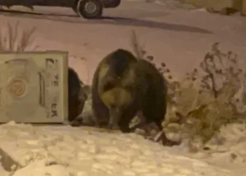 Boz ayılar kış uykusunu unuttu