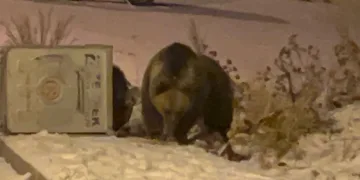 Boz ayılar kış uykusunu unuttu