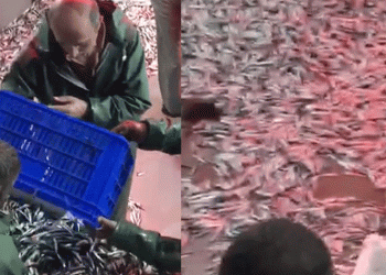 Bin 500 kasa hamsi ile limana geldiler