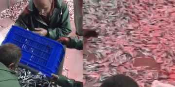 Bin 500 kasa hamsi ile limana geldiler